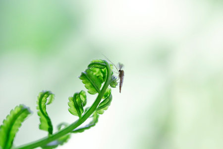 Mosquito on a fern leaf in the garden. Macroの写真素材