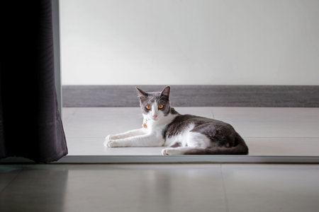 Cat lying on the floor and looking at the camera in the room