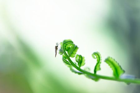 Close up of a green fern leaf with a small dragonfly