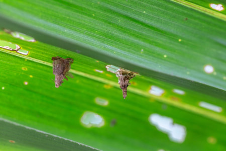 Small insects on a green leaf in the rainforest of Thailand.