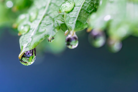 Water droplets on the leaves. Macro.