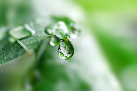 Water drop on green leaf macro. Nature background with copy space.