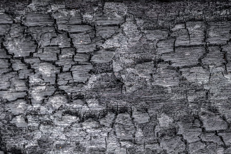 Texture of burnt wood. Black and white background. Abstract background.