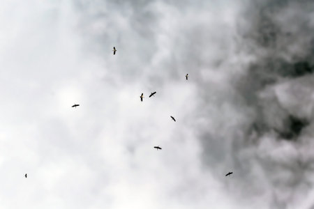 flock of birds flying in the sky with clouds and stormy weather