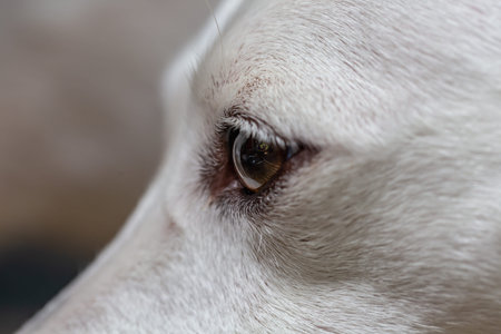 Close up of a white dog's eyes. Selective focus.