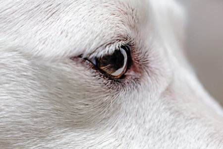 Close up of a white dog's eye. Shallow depth of field