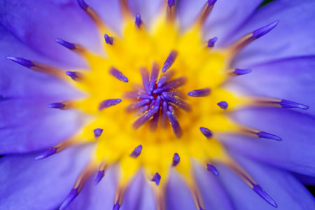 Close up of purple water lily or lotus in the pond