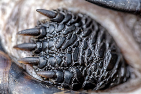 Close up of a head of a black turtle. Macro shot.