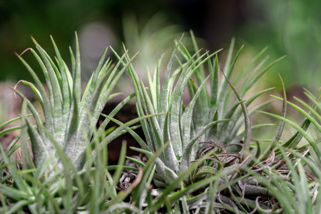 Close up of succulent plants growing in the garden. Selective focus.の写真素材