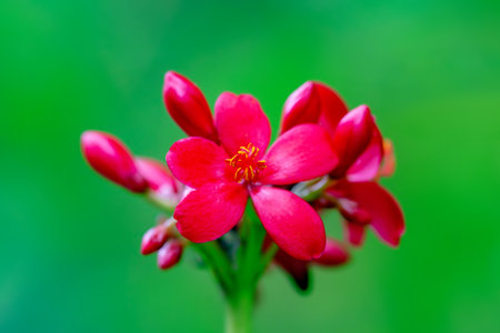 Beautiful red flower on a green background. Macro photography of nature.の写真素材