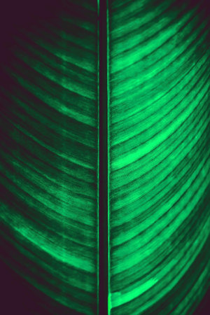 Green leaf of a banana tree. Close-up. Background.の写真素材