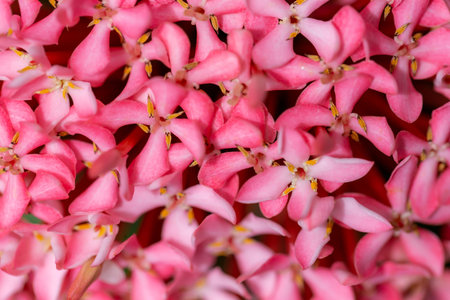 Close up of pink Ixora flower, Thailand. (selective focus)