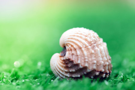 Sea shell on green grass, shallow depth of field, selective focus