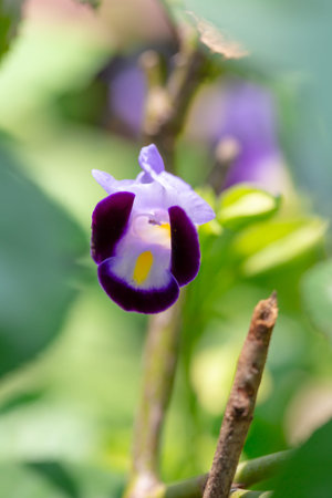 purple flower in the garden,violet flower in the gardenの写真素材