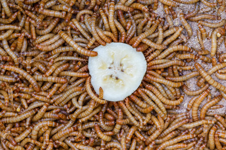 Close up of worms eating banana in the market,Thailand.
