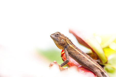Chameleon on white background, Chamaeleo calyptratus