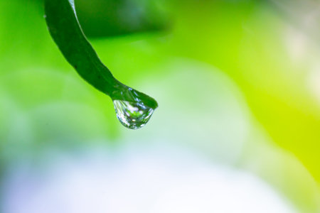 Water drop on green leaf with bokeh background, nature concept