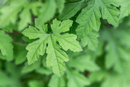 Green leaves of bitter gourd,Momordica charantia