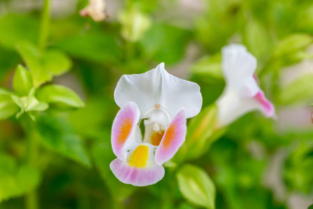 Close up of a freesia flower in the garden. Macroの写真素材