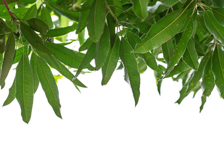 Mango leaves isolated on white background with copy space for text.の写真素材