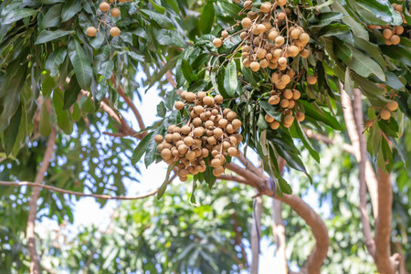 Longan fruit on the tree. Longan is a tropical fruit.