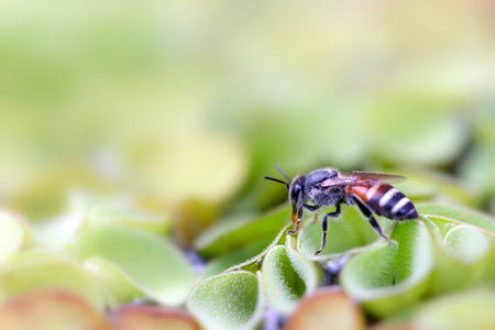 Closeup of a bee on a green leaf. Shallow depth of field.