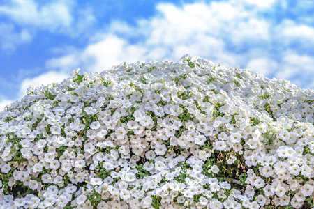 White petunia flowers on a background of blue sky with clouds.