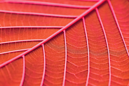 Macro of red leaf texture. Abstract nature background for design.