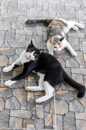 Cats are sitting on the floor. Selective focus.
