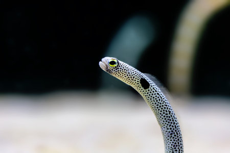 Close-up of an eel in an aquarium, Thailand.