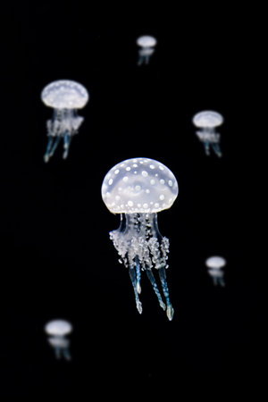 Jellyfish isolated on a black background. Underwater world.