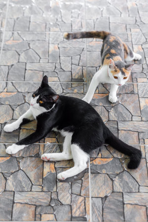 Two cats are playing on the street. Selective focus. Shallow depth of field.
