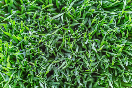 Close up of fresh green grass texture background. Organic food concept.
