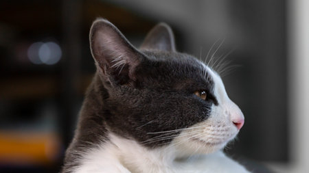 A closeup shot of a black and white cat looking at the camera