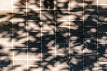 Shadow of tree branches on the floor in the garden. Abstract background.