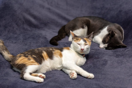 Three cats are lying on a blue background. The cat is looking at the camera.の写真素材