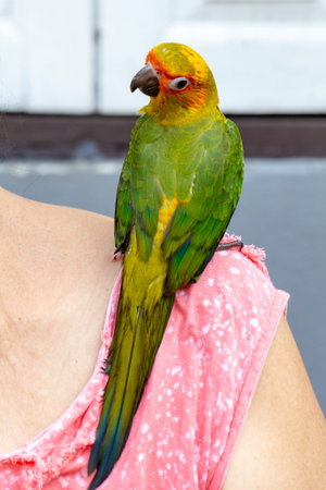 Parrot sitting on the shoulder of a woman in a pink shirtの写真素材