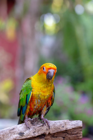 Beautiful Sun Conure parrot sitting on a tree branch.