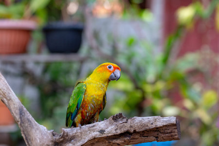 Beautiful colorful parrot sitting on a branch in the garden.の写真素材