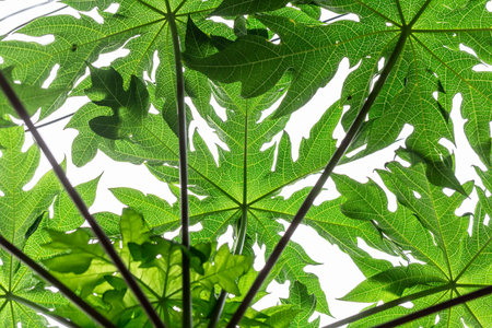 Papaya leaves on a white background. Papaya tree.