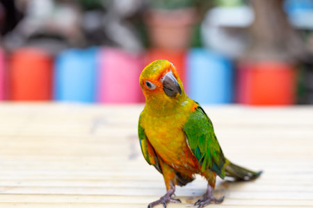 Colorful Sun Conure parrot on the wooden table in the garden