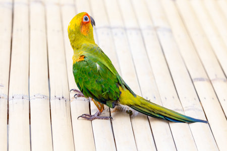 Beautiful green parrot sitting on a bamboo mat with copy space