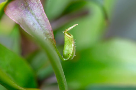 Nepenthes in the nature or in the gardenの写真素材