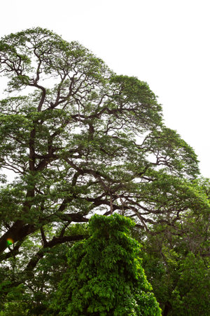 big tree on white background, closeup of photo, nature seriesの写真素材