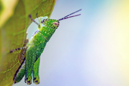 Grasshopper on green leaf in nature or in the gardenの写真素材