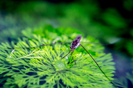 Close up of a long-legged spider in a garden pond.の写真素材