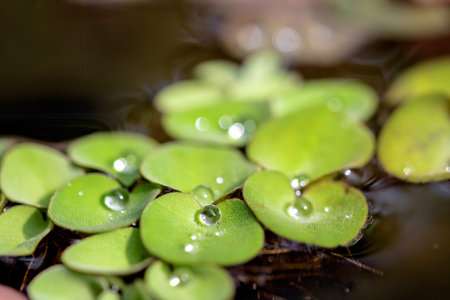 Water droplets on the leaves of a duckweed in a pondの写真素材