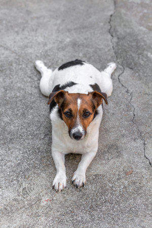 Jack russell terrier lying on the concrete floor with copy spaceの写真素材