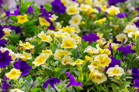 Colorful Petunia flowers blooming in the garden in summer.