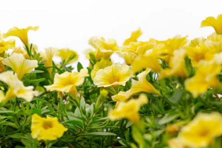 Yellow Petunia flowers isolated on white background with copy space for text